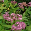 Spiraea japonica 'Froebelli'